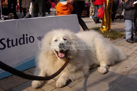 宠乐道宠物生活广场开业典礼暨“我爱犬明星”新闻发布会